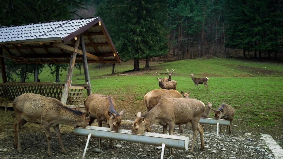 Evergreen Chalet Avrig Exterior foto